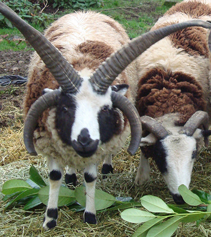 Jacob Sheep Ornament