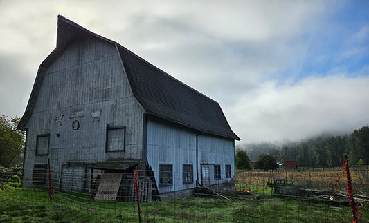 Mist, Fog and Falling Leaves on Edeldal Farm